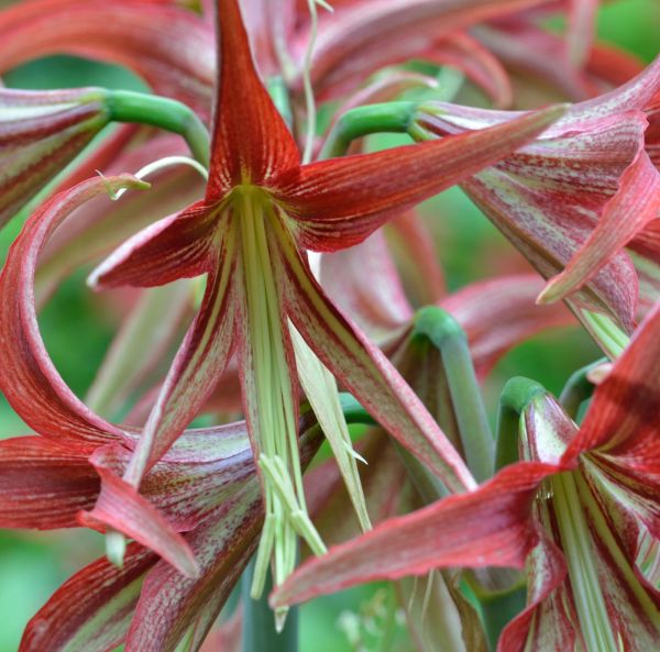 Amaryllis